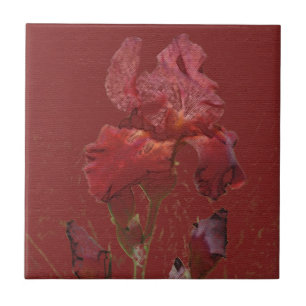 Iris-Garten-Blume Burgunders rote Fliese