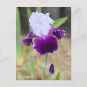 Iris "Gay Parasol" [Postkarte] Postkarte