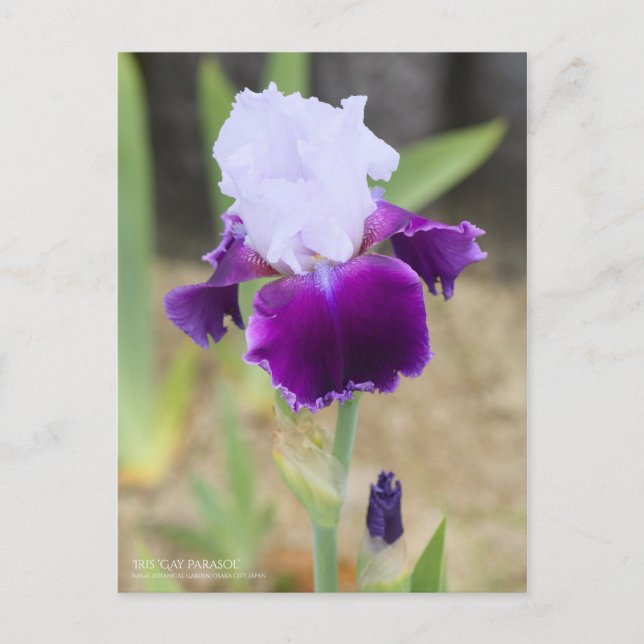 Iris "Gay Parasol" [Postkarte] Postkarte (Vorderseite)