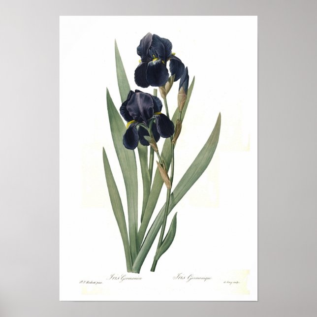 Iris germanica poster (Vorne)