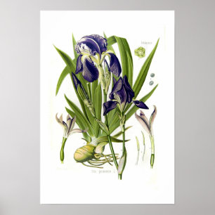 Iris germanica poster