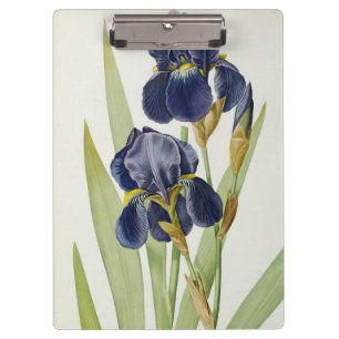 Iris Germanica, von "Les Liliacees", 1805 Klemmbrett