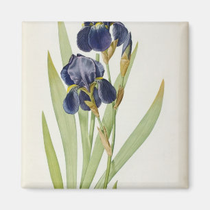 Iris Germanica, von "Les Liliacees", 1805 Magnet