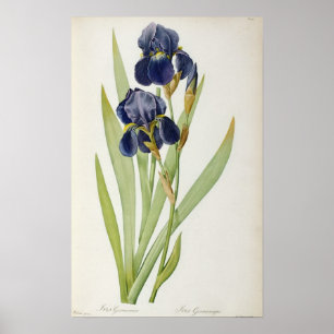Iris Germanica, von `Les Liliacees', 1805 Poster