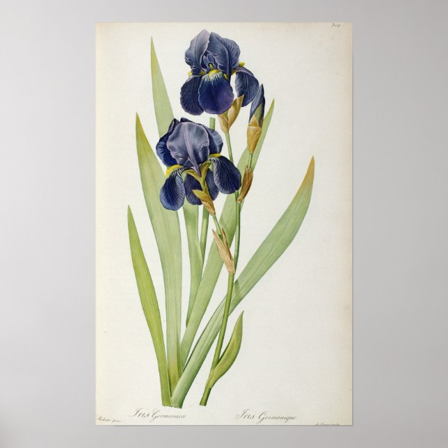 Iris Germanica, von `Les Liliacees', 1805 Poster (Vorne)