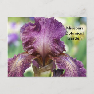 Iris im botanischen Garten Missouri Postkarte