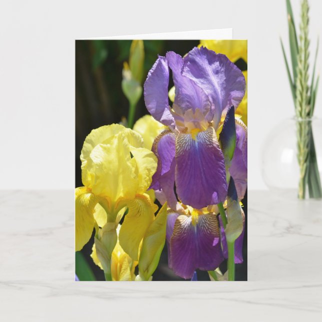 Iris im Frühling Karte (Vorderseite)