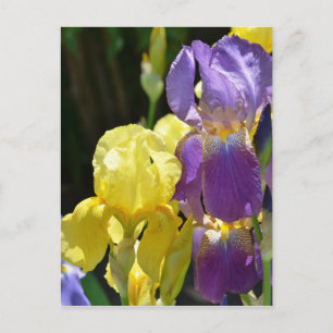 Iris im Frühling Postkarte
