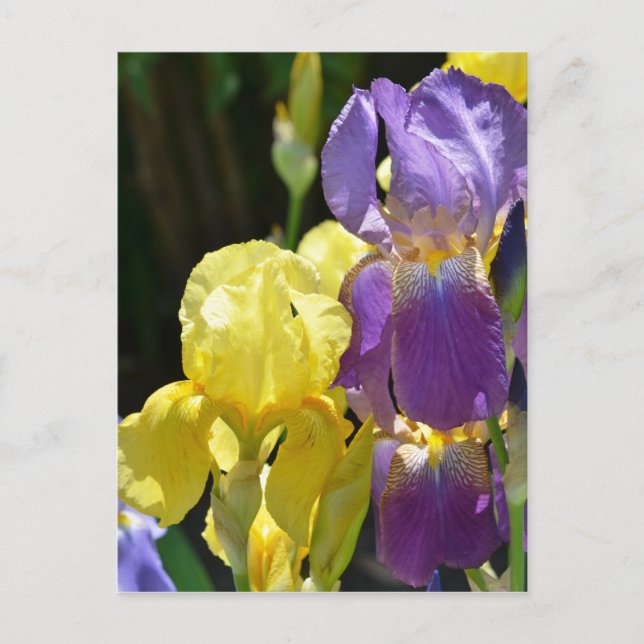 Iris im Frühling Postkarte (Vorderseite)