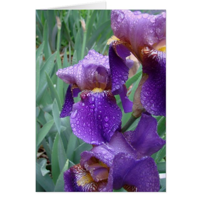 Iris im Regen (Vorne)