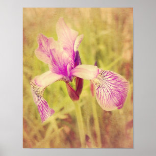 Iris im Rosa Poster