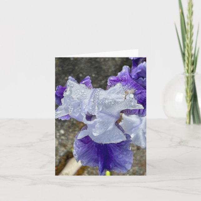 Iris im Tau Dankeskarte (Vorderseite)