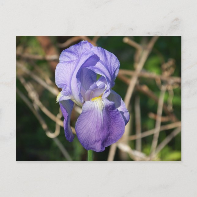 Iris in Bloom Postkarte (Vorderseite)