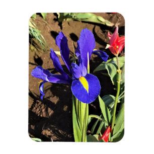 Iris in einem Tulip Field, Woodburn, Oregon Magnet