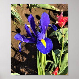 Iris in einem Tulip Field, Woodburn, Oregon Poster