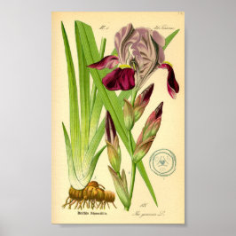 Iris (Iris germanica) Poster