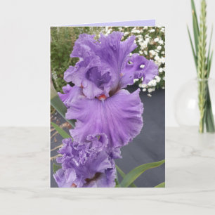 Iris Iris Lila Blume Floral Geburtstagskarte Karte