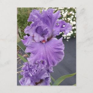 Iris Iris Lila Blume Floral Geburtstagskarte Postkarte