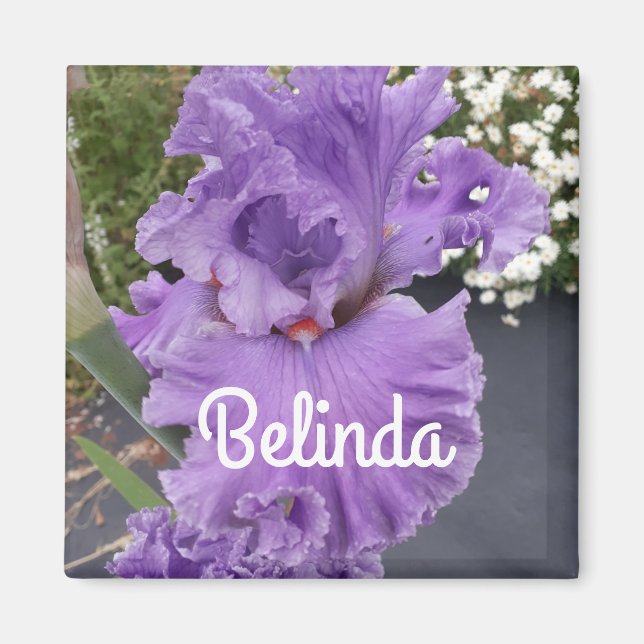 Iris Iris Lila Blume Floral Lavender Magnet (Vorne)