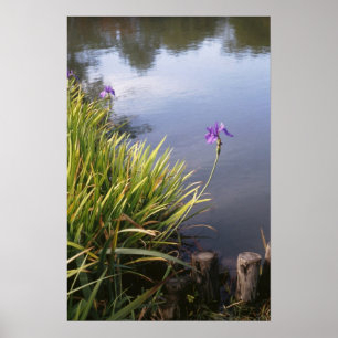 Iris, japanische Gärten Poster