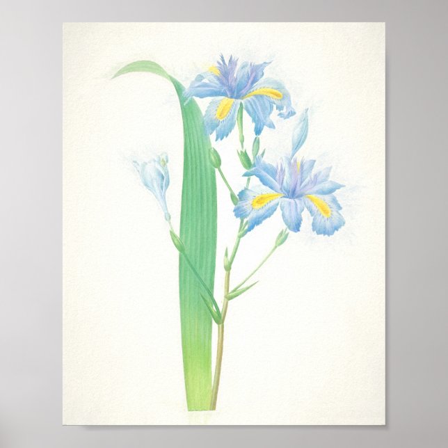 Iris Japonica Art Print Poster (Vorne)