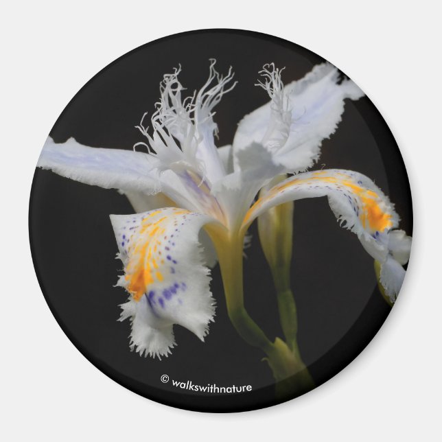 Iris Japonica im Spotlight Magnet (Vorne)