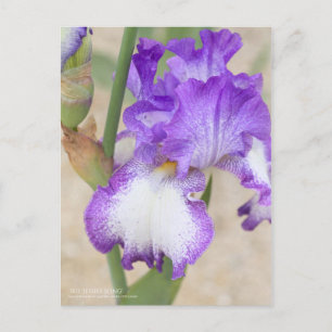Iris "Jessies Song" [Postkarte] Postkarte