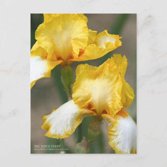 Iris "Joyce Terry"   [Postcard" Postkarte (Vorderseite)