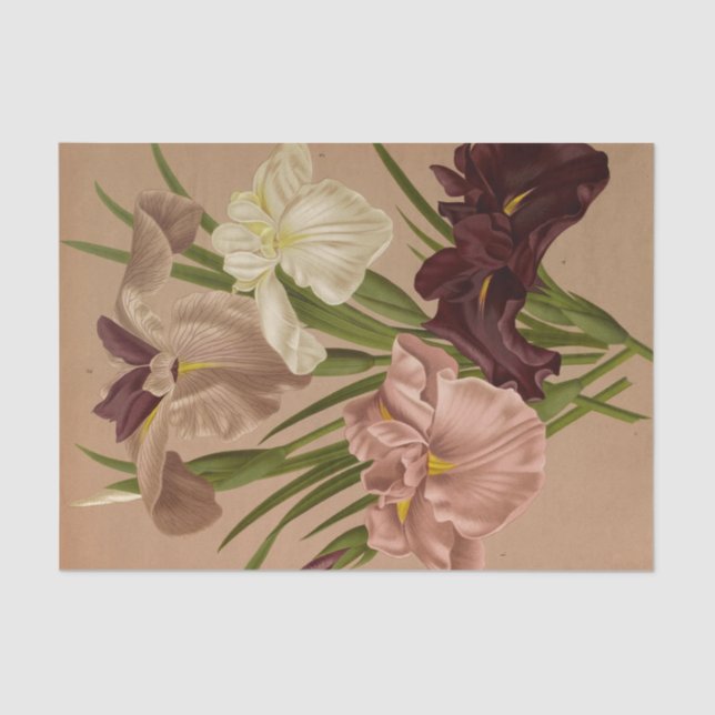 Iris Kaempferi. Var von Arentina Hendrica Arendsen Seidenpapier (Vorderseite)