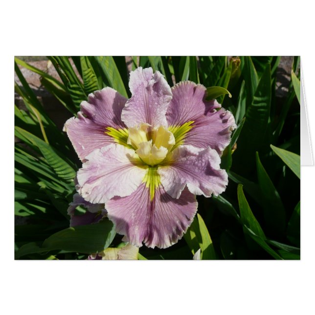 IRIS-KARTE - DUREL NACHZÜGLER - leere Karte (Vorderseite (Horizontal))