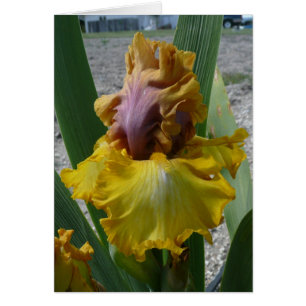 IRIS-KARTE - NOUVEAU RICHE - leere Karte