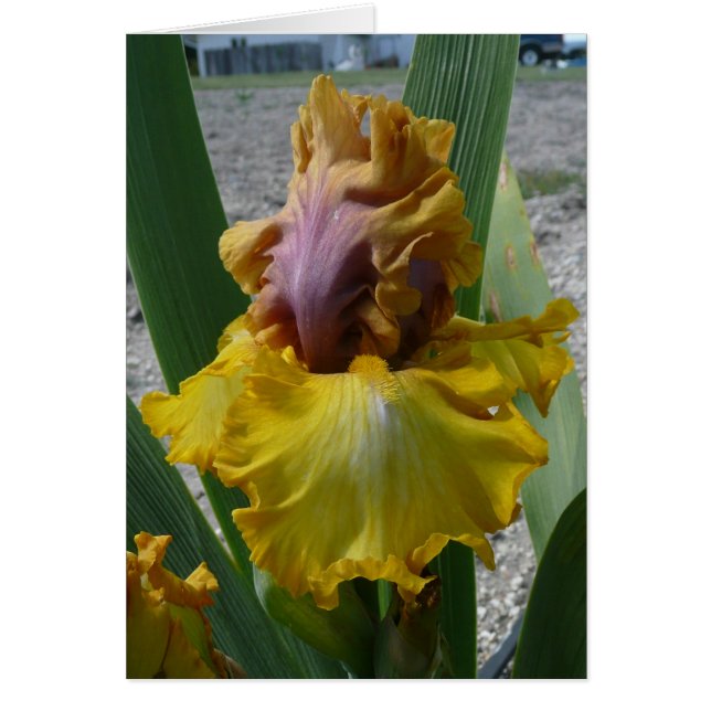 IRIS-KARTE - NOUVEAU RICHE - leere Karte (Vorne)