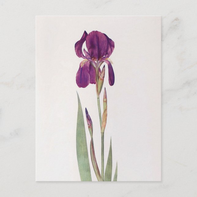 Iris Kochii von William Dykes Postkarte (Vorderseite)