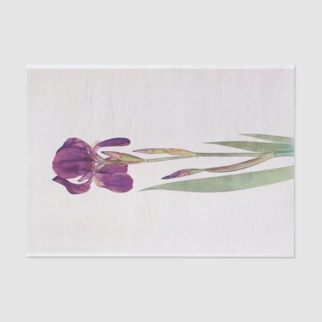 Iris Kochii von William Dykes Seidenpapier (Vorderseite)