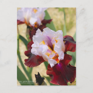 Iris "Latin Hideaway" [Postcard] Postkarte