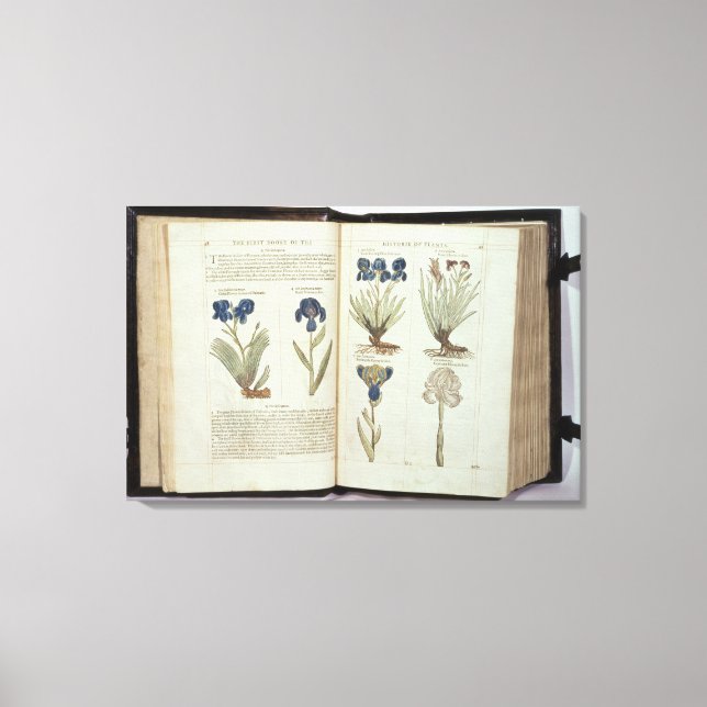 Iris Leinwanddruck (Vorderseite)