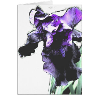 Iris, lila