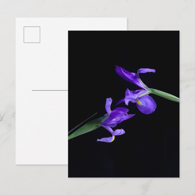 Iris Lovers Postcard Postkarte (Vorne/Hinten)