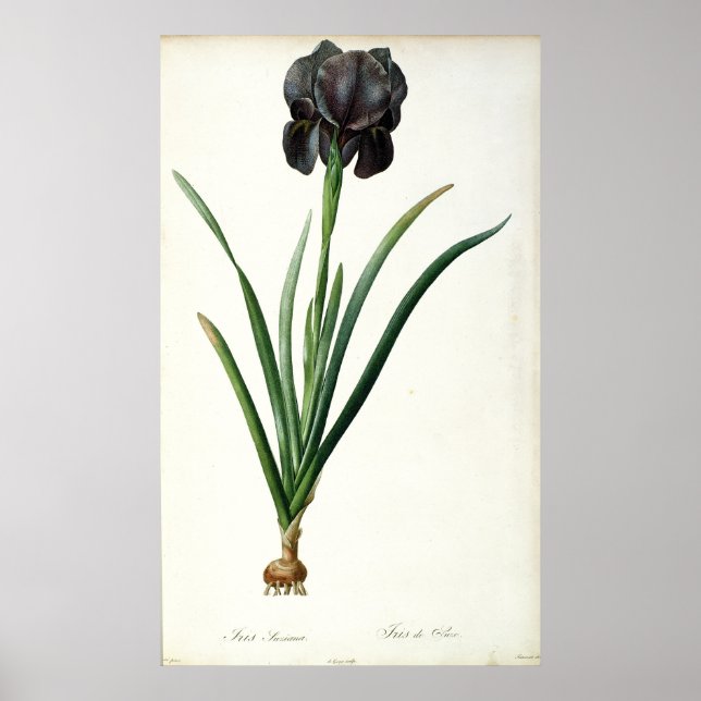 Iris Luxiana, von `Les Liliacees', 1805 Poster (Vorne)