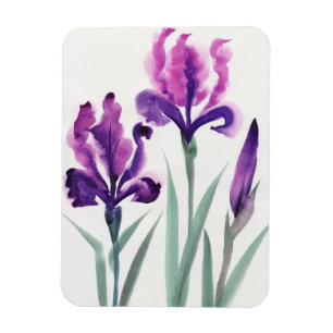 Iris Magnet