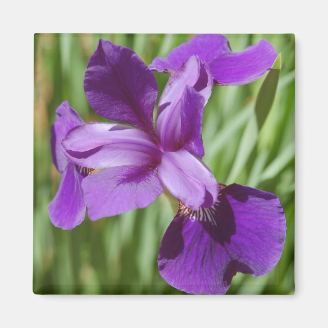 Iris Magnet (Vorne)