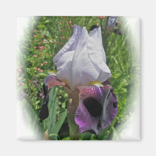 Iris-Magnet Magnet