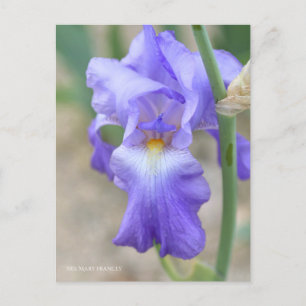Iris ‘Mary Frances’ [Postkarte] ポ ス ド Postkarte