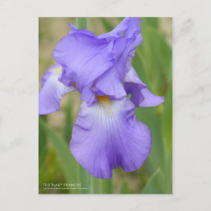 Iris "Mary Frances" [Postkarte] Postkarte