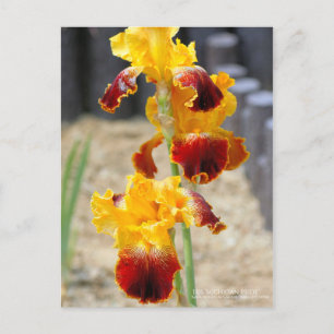 Iris "Michigan Pride":Postkarte Postkarte
