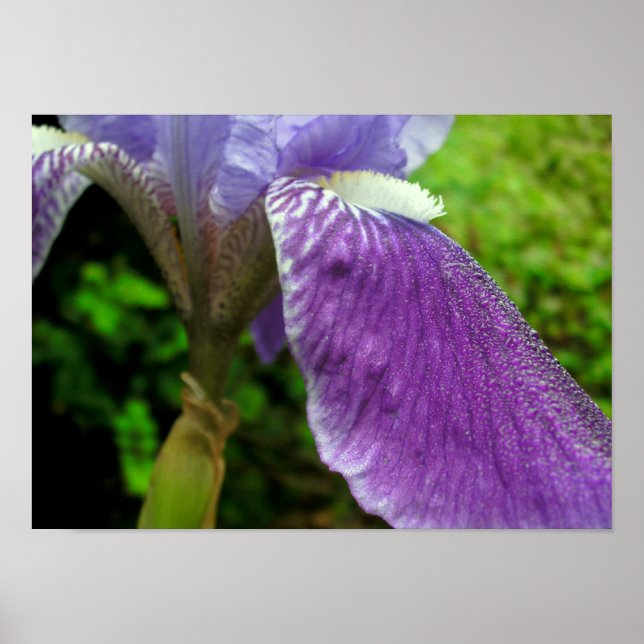 Iris mit Taube Poster (Vorne)