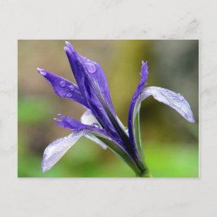 Iris nach dem Regen Postkarte