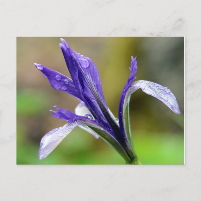 Iris nach dem Regen Postkarte (Vorderseite)