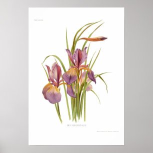 Iris orientalis poster