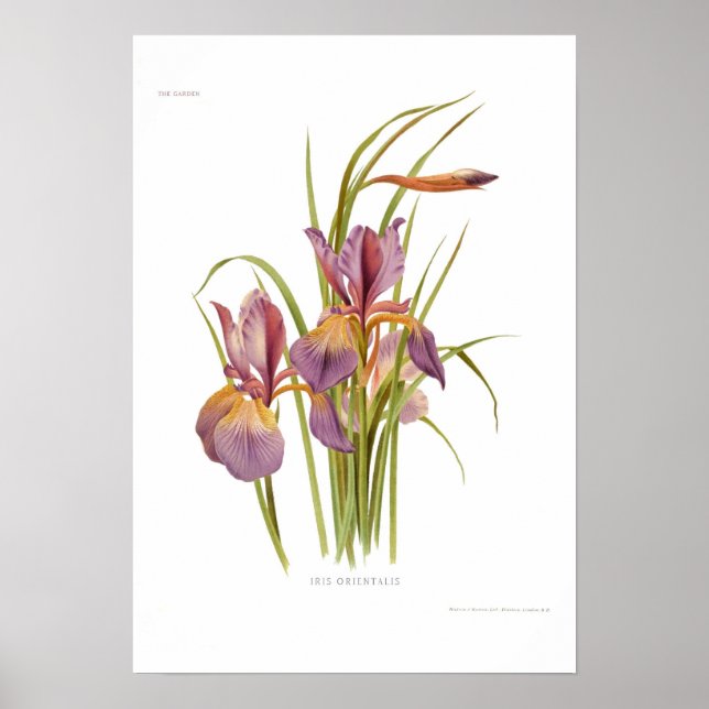 Iris orientalis poster (Vorne)